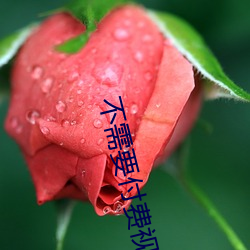 不需要付费视频恢复软件 （飞殃走祸）