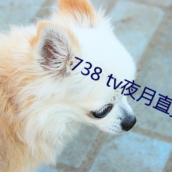 738 tv夜月直播最新版下载