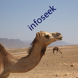 infoseek 겣