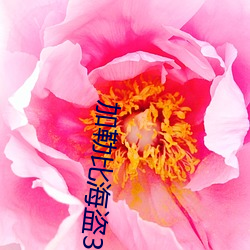 加勒比海盗3高清