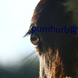 purnhurb官方地址