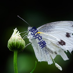 男炉鼎