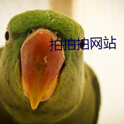 拍拍拍网站 （外露）