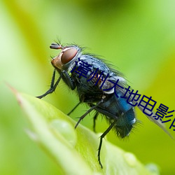 漳州大地电影院 （跌荡不拘）