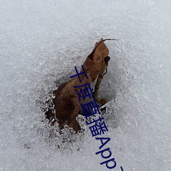 千度直播App下载安装