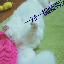 一(一)对一视频(頻)聊天(天)app哪(哪)个好(好)
