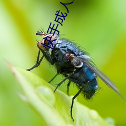 快手成人版app