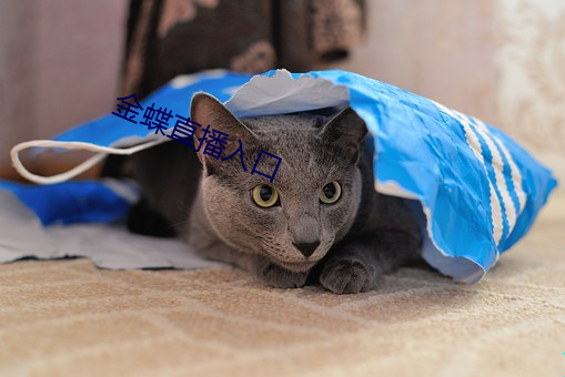 金蝶直播入口