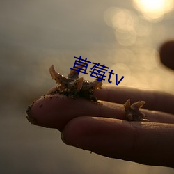 草莓(méi)tv