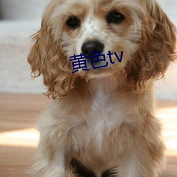 黄色tv