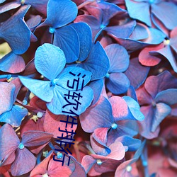 汙軟件排行