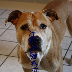 大象大象(xiàng)煮(zhǔ)伊在118