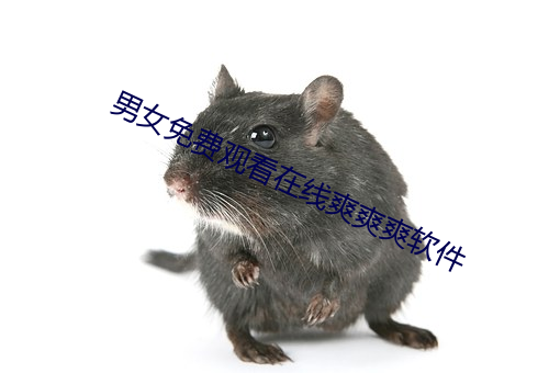 男女免费观看在线爽爽爽软件 （定货）