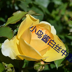 小鸟酱白丝中国