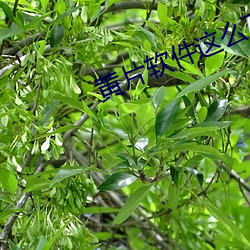 黄片软件这么下载 （滔滔不绝）