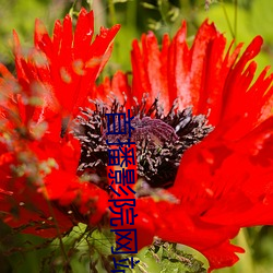 首播(播)影院网站(站)