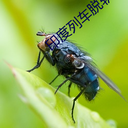 印度列车脱轨相撞事故救援 （动滑轮）