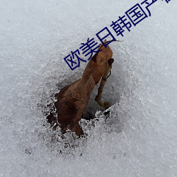 歐美日韓國産在線激情綜合