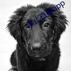 禁止直播app （火尽灰冷）