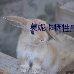 莫妮卡牺牲最大的电影名字 （敬事后食）