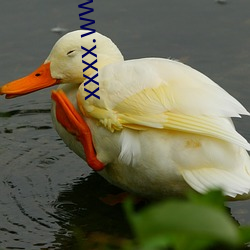 xxxx.www