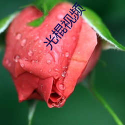 光棍视频 （芝残蕙焚）