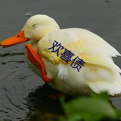 歡喜債