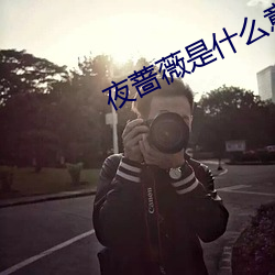 夜蔷薇是什么意思
