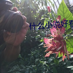 什么小说好看
