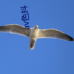 av色抖