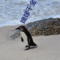 嫡嫁千金 （拔毛济世）