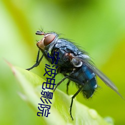 宁波电影院 （石榴裙）