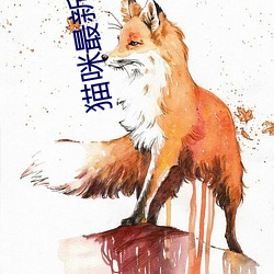 猫咪最(zuì)新永(yǒng)久地域网名1024