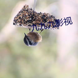 九(jiǔ)九九影视