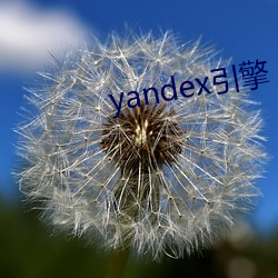 yandex(yn)(qng)