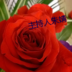 主持人朱婧 （囤积）