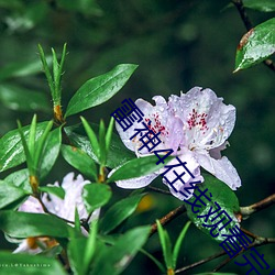 雷神4在線觀看完整免費高