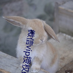 微信vip授权码