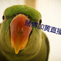 赌博加黄直播