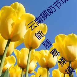 云南摸奶节现场 大奶随便摸 美女的酥胸竟能随意揉摸 （荣膺）