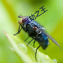 渡劫之(zhī)王