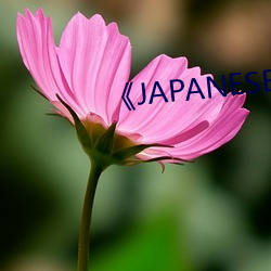 《JAPANESE AV XXⅩ