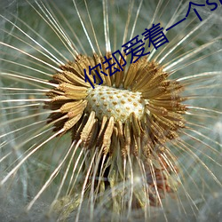 你却爱着一个sb