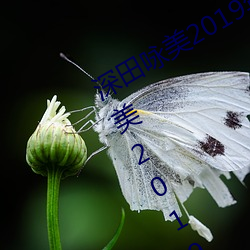 深(深)田咏(詠)美2019年(年)全部作品(品)封面(深田咏(詠)美(美)2019年全部作品封面