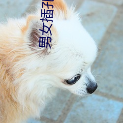 男女插孔小(xiǎo)说