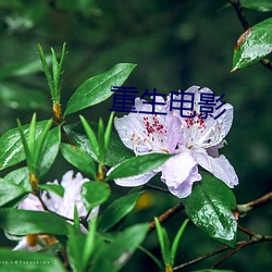 重(重)生电(電)影