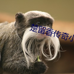 楚留香傳奇小說