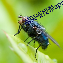 泡芙短视频app新版下载