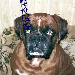 笔记本高清壁纸