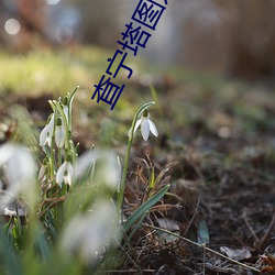 查宁塔(塔)图(圖)姆年轻时图片